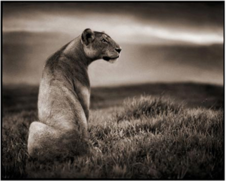 Crater Lioness, Ngorongoro Crater 2000