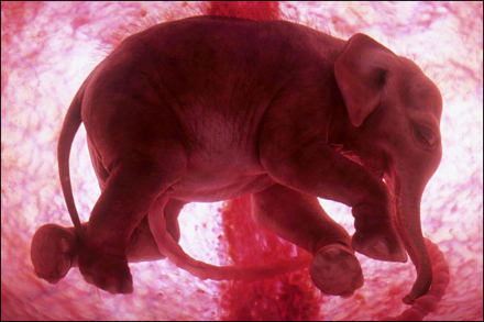 Ongeboren Olifant